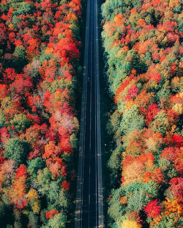 Aerial view of a roadway flanked by vibrant autumn foliage, showcasing the beauty of fall colors.